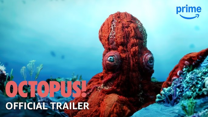 Octopus